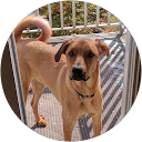 Alyssa Sheridan profile picture