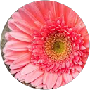 Katherine Wielgus profile picture